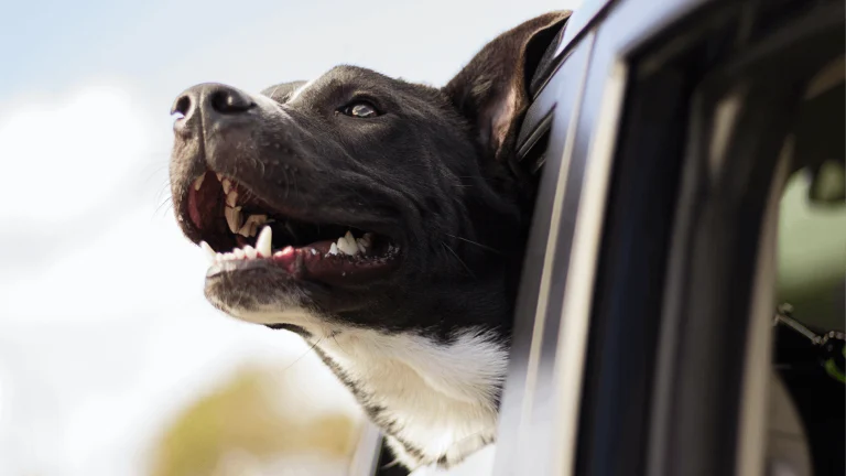 A delightful black and white canine on a DogTrek adventure, joyously sticking its head out of the car window to relish in the invigorating breeze, ready for an unforgettable day filled with tail-wagging fun.