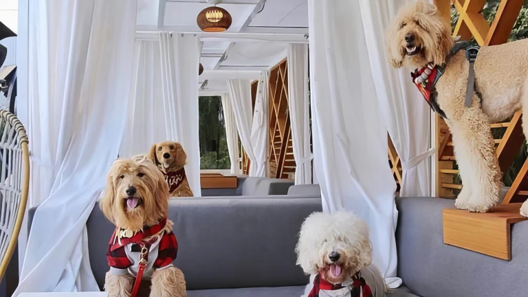 Image from New dog-friendly hotels in California on DogTrekker