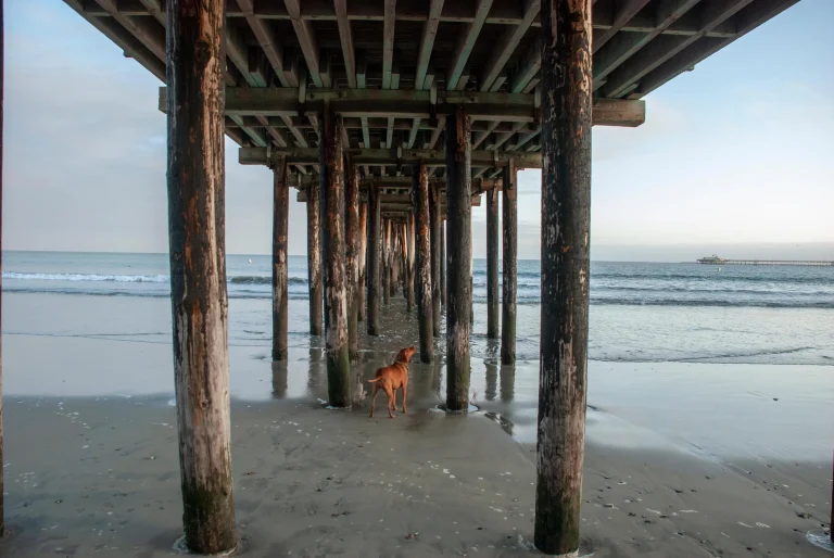 Image from Bike or hike to the beach on DogTrekker