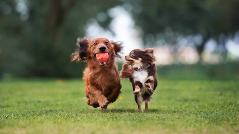 two adorable small dogs playing outdoors together