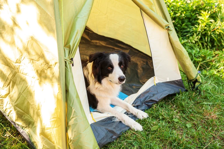 Image from Favorite California campgrounds for dog lovers on DogTrekker