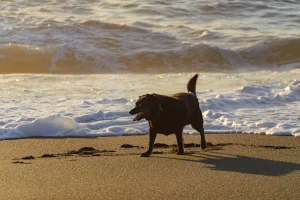 Let’s go coasting: Pacifica to Carmel