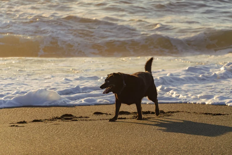 Image from Let's go coasting: Pacifica to Carmel on DogTrekker