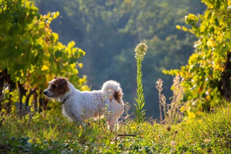 Image from Wine time! paws up for these mendo wineries on DogTrekker