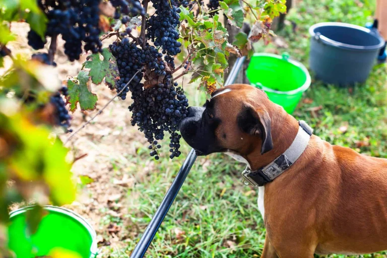 Image from Make time for wine in Lake County on DogTrekker