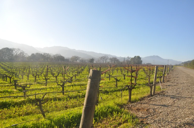 Image from Nip into napa on DogTrekker