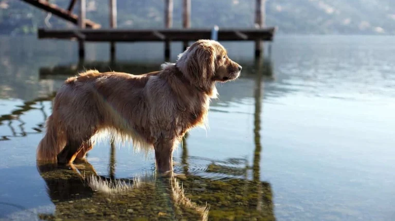 North checks out Clear Lake at sunrise.
