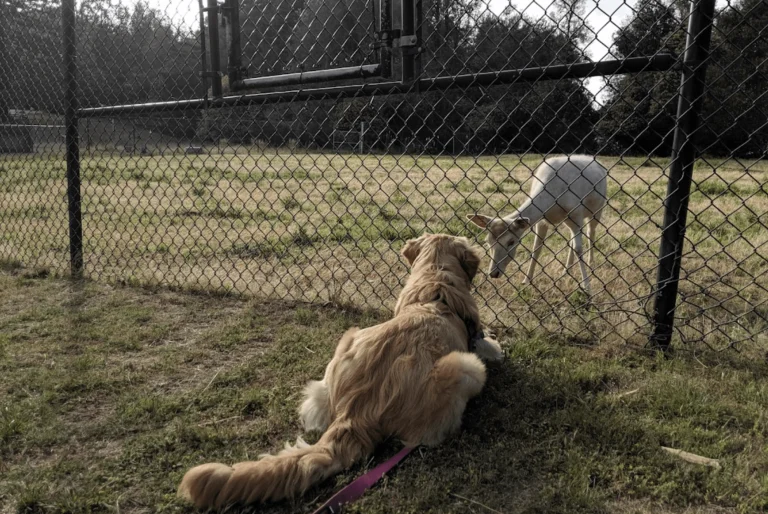 Image from Views galore in Santa Clara County on DogTrekker