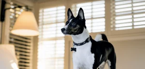 Woof it up in wine-country luxury