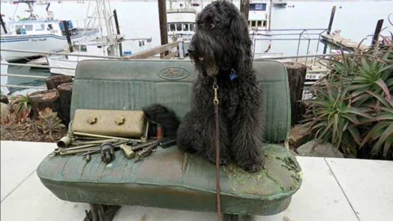 Image from Fall trekking in the SLO lane on DogTrekker
