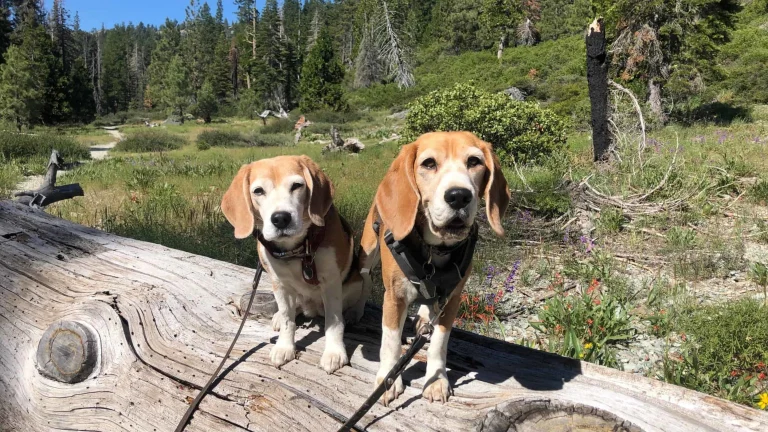 Splash-and-Cricket-sierra-hike-meadow-photo-by-Jessica-Bay
