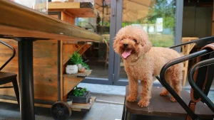 Sacramento’s dog-friendly outdoor dining scene