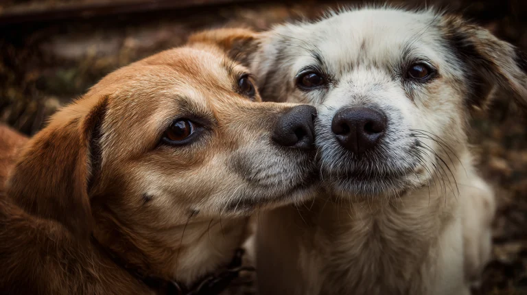 Cute photo of two dogs in love --ar 169 --v 7