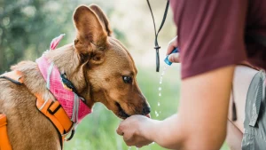 Things to do in Santa Cruz County