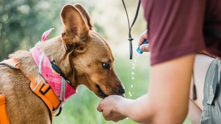 hiking water drink dog