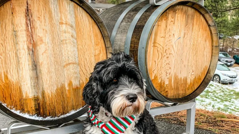 Portuguese Water Dog wearing a Christmas scarf at winery in the Okanagan Valley in December