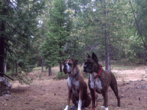 El dorado county’s adventure loop