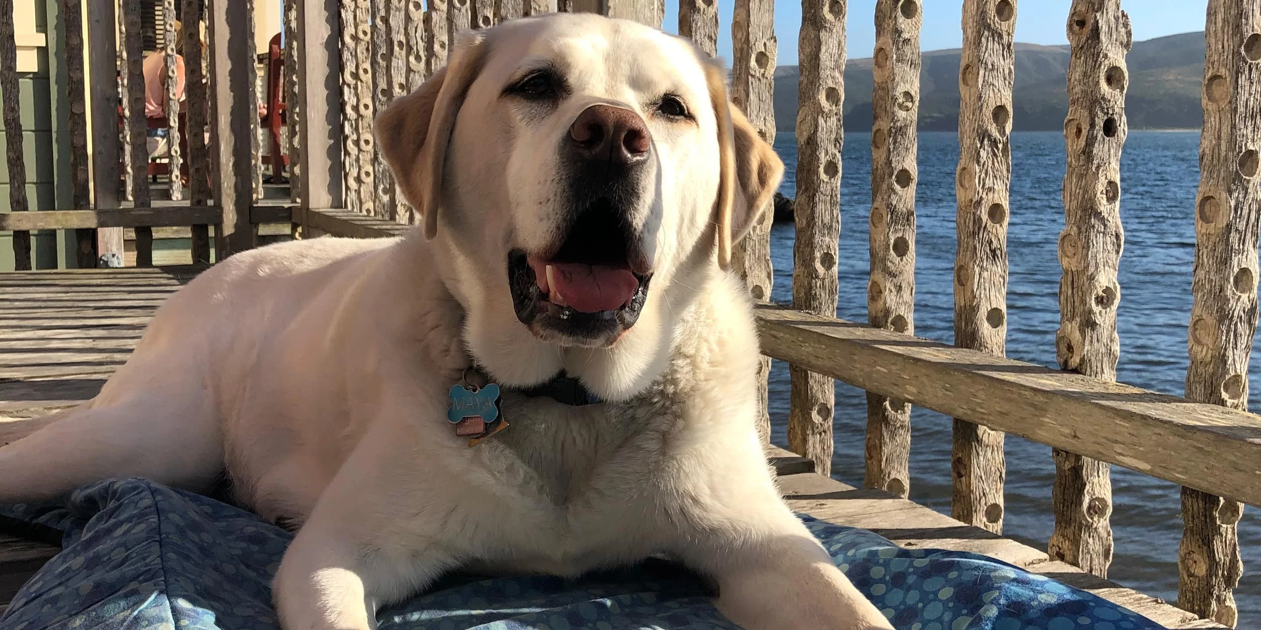 Picture a scene of serenity – a jovial Labrador Retriever lounging contently on a cozy blanket. Close by is an old-world wooden railing, providing a rustic touch to the panorama. In the distance, tranquil water body effortlessly adds an element of peacefulness to the setting. It’s an ideal place for dog-owners looking for some quality relaxation time with their four-legged companions. – Dogtrekker