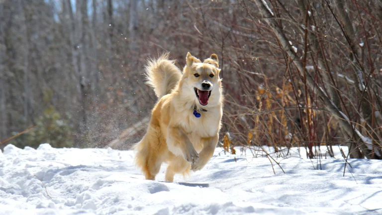Image from Shelter in the Tahoe snow on DogTrekker