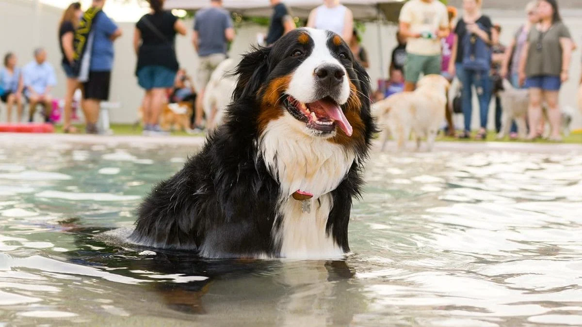 Photo by Sacramento SPCA.
