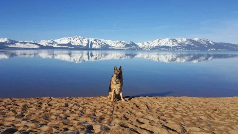 Dog-friendly California destination, photo courtesy of Tahoe Keys Resort