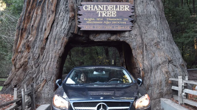 Chandelier Drive-Thru Tree, a dog-friendly attraction in Leggett, California