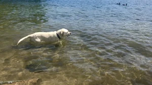 Bass Lake: A pet-friendly, Yosemite-area lure