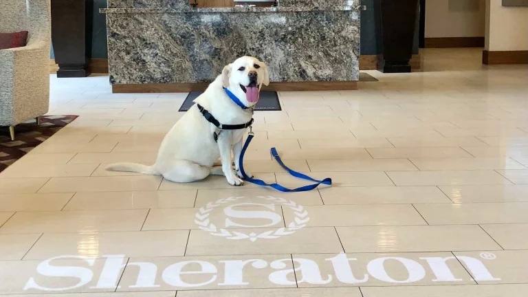 Image from Redding hotels for hounds and the humans who follow on DogTrekker