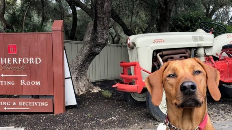 Rutherford Ranch Winery