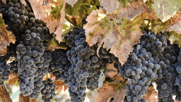 McConnell Estates Winery