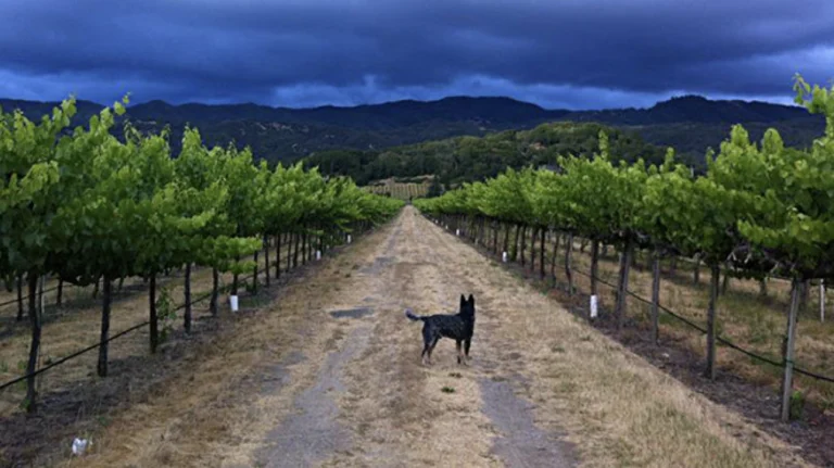 Seebass Family Wines, a dog-friendly restaurant in Boonville, California