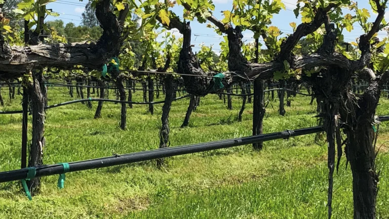 Chacewater Winery & Olive Mill