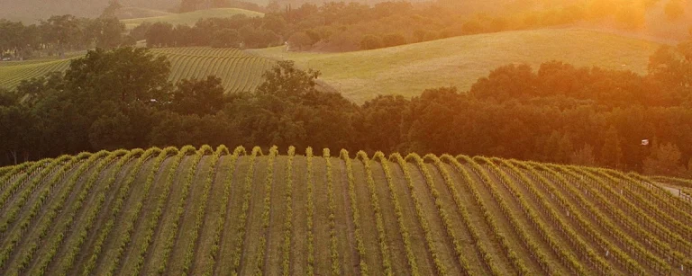 Asuncion Ridge Vineyards