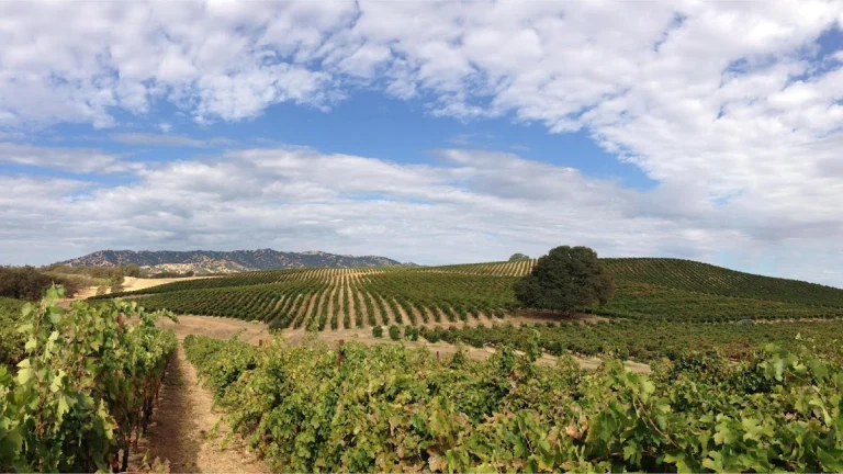 Berryessa Gap Vineyards, a dog-friendly winery in Winters, California