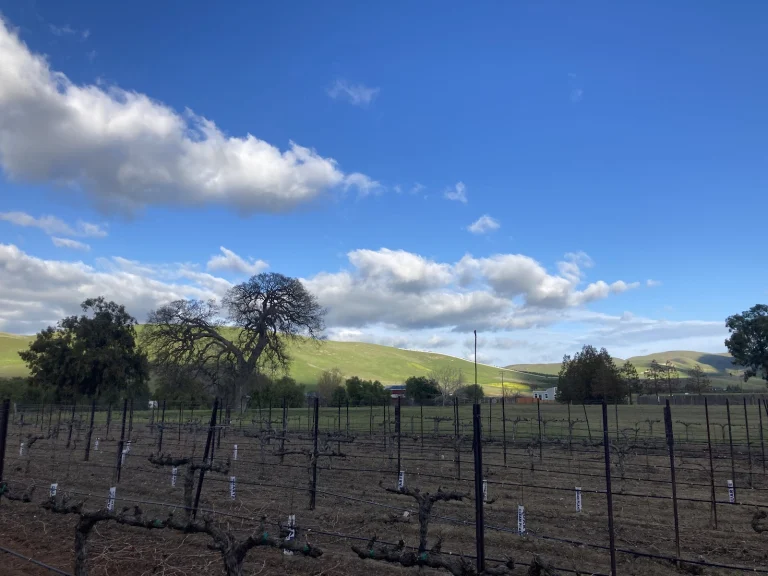 Bodegas Aguirre Winery