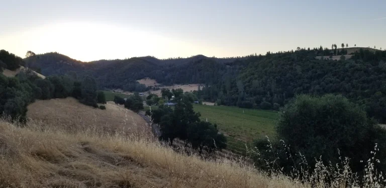 Chatom Vineyards, a dog-friendly winery in Douglas Flat, California