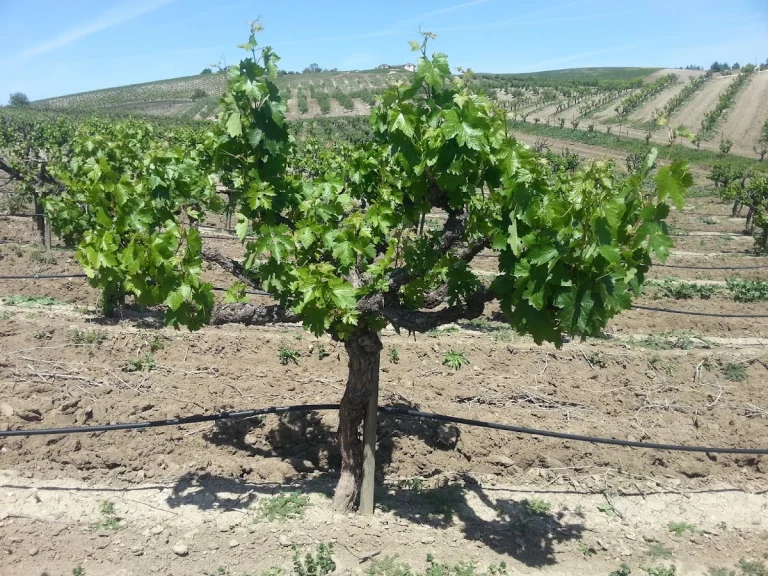 Christian Lazo Wines, a dog-friendly winery in Paso Robles, California