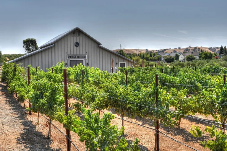 Cuda Ridge Wines, a dog-friendly winery in Livermore, California