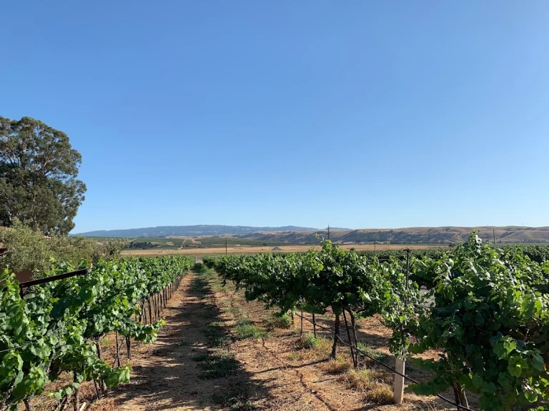 Darcie Kent Winery, a dog-friendly restaurant in Livermore, California