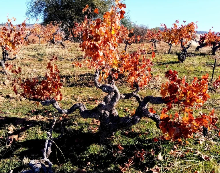 Deaver Vineyards, a dog-friendly winery in Plymouth, California