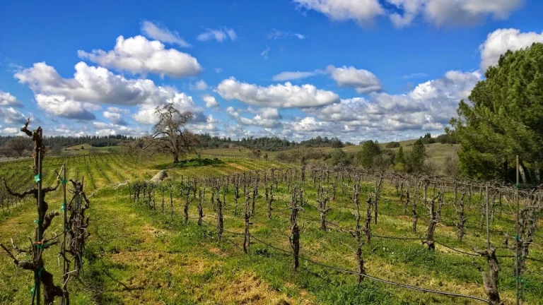 Dobra Zemlja, a dog-friendly winery in Plymouth, California