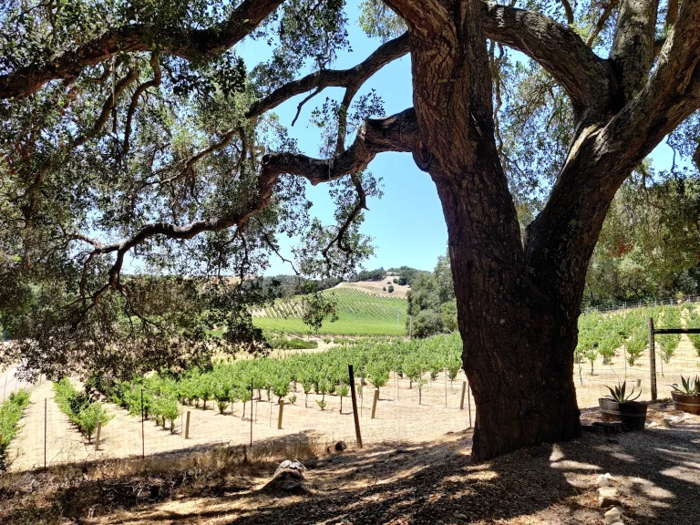 Dunning Vineyards Estate Google Places photo