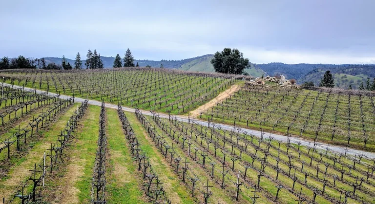 Gold Hill Vineyard & Brewery, Placerville