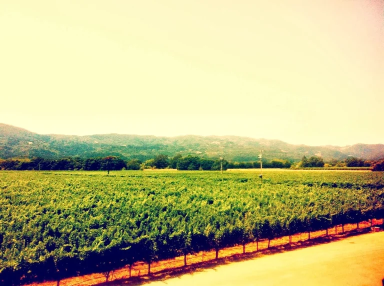 Honig Vineyard & Winery, Rutherford