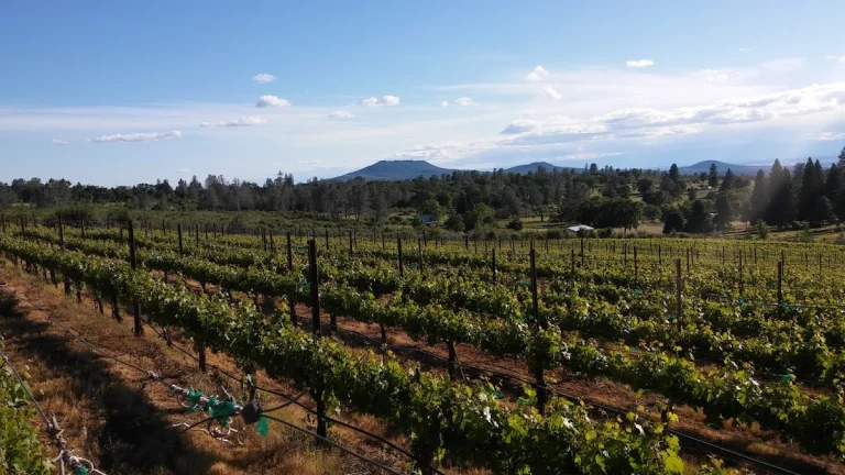 Indian Peak Vineyards, Manton