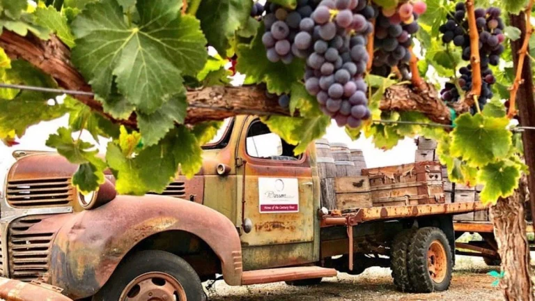 Jason-Stephens Winery, a dog-friendly winery in Gilroy, California