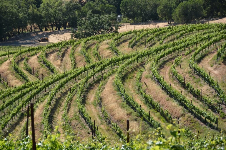 Jericho Canyon Vineyard, Calistoga