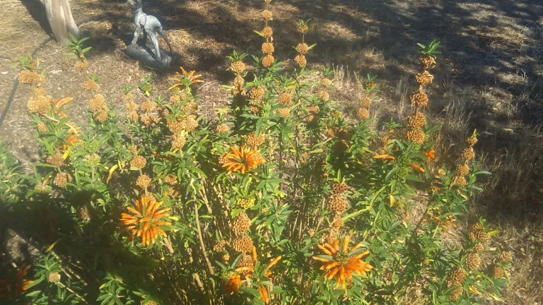 Lazy Creek Vineyards