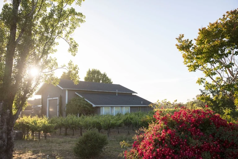 Limerick Lane Cellars, a dog-friendly winery in Healdsburg, California