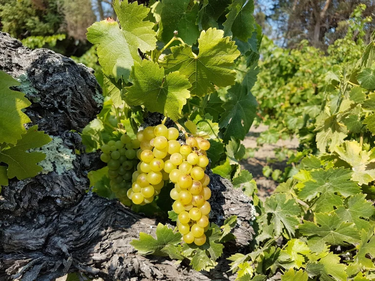 Madonna Estate Google Places photo